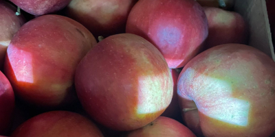 Роиал Аппле Сп. з о. о. продаје квалитетне јабуке