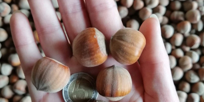 Venderò tonnellate di nocciole.