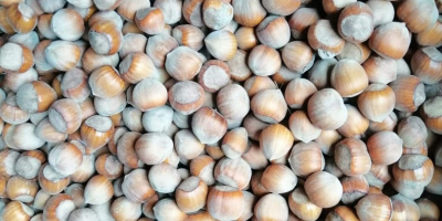 Venderò tonnellate di nocciole.