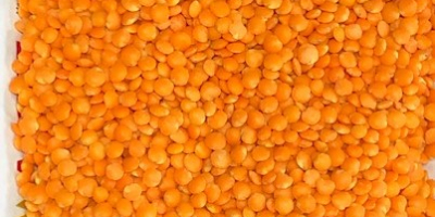 Red lentils (spleat) Origin Canada. The product is very
