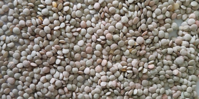 Green lentils. USA origin. Very clean product for consumption.