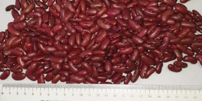 Red kidney beans Very pretty. Wholesale quantities as well