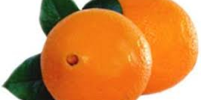 Abbiamo una varietà di tipi: di arance, valencia, nettarine,