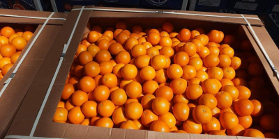 Hochwertige ägyptische Orange. Direkt vom Hersteller. Mindestbestellmenge 20 Tonnen.