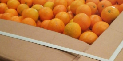 Hochwertige ägyptische Orange. Direkt vom Hersteller. Mindestbestellmenge 20 Tonnen.