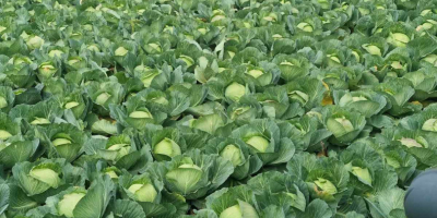 Fresh cabbage hinova extra quality,