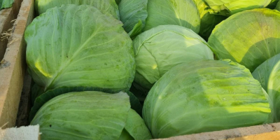 Fresh cabbage hinova extra quality,