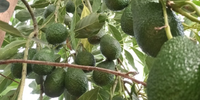 The avocado supplier is of high quality