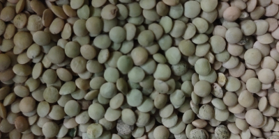 Organic lentils in big bags