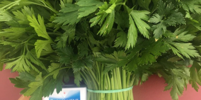 The enterprise grows dill, parsley, cilantro, spinach, arugula, mint