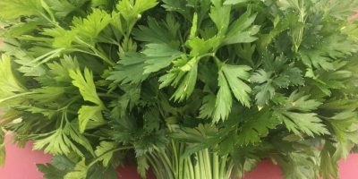 The enterprise grows dill, parsley, cilantro, spinach, arugula, mint