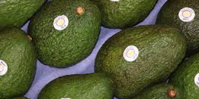 Packing of avocados is done in 4 kg gross