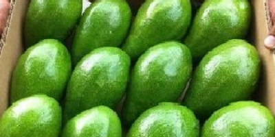 Паковање авокада се врши у бруто кутијама (картонима) од