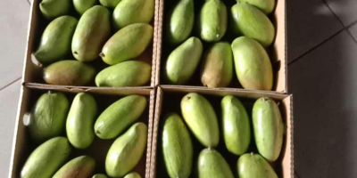 Az általunk exportált kenyai mangófajták közül néhány: Apple Mango