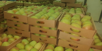 Einige der kenianischen Mangosorten, die wir exportieren, sind: Apple