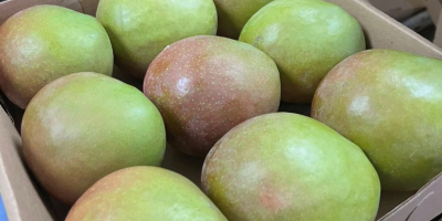 Unele dintre soiurile de mango din Kenya pe care