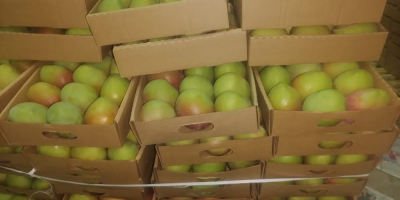 Einige der von uns exportierten kenianischen Mangosorten sind: Apple