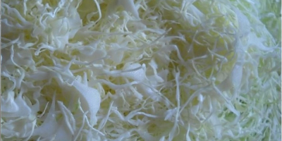 I will sell white cabbage, about 12 tons. It