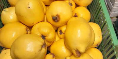 I will sell fresh quince fruit. Quince is beautifully