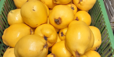I will sell fresh quince fruit. Quince is beautifully
