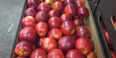 Oferim spre vanzare mere de Idared, Jonaprince, Golden, Gala,
