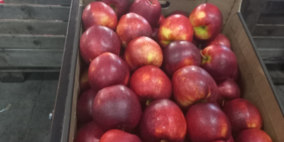 Oferim spre vanzare mere de Idared, Jonaprince, Golden, Gala,