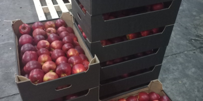 Oferim spre vanzare mere de Idared, Jonaprince, Golden, Gala,