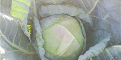 We have white cabbage for sale. Market heads 1-4
