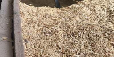 Good quality autumn oat triticale and rye for sale
