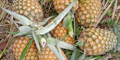 Glatte Cayenne-Ananas zum Verkauf. Derzeit sind ~700.000 gepflanzt und