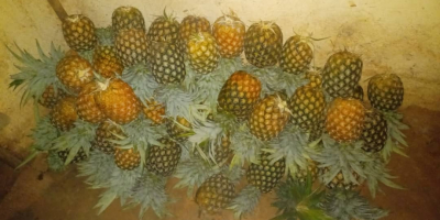 Smooth Cayenne Pineapples for sale. Currently having ~700,000 planted