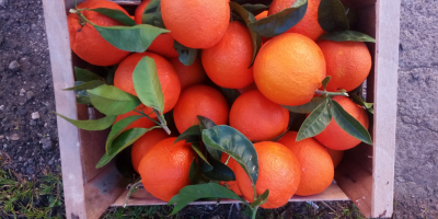 Verkaufe Orangen mit rotem Fruchtfleisch