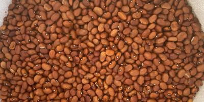 Sell brown beans Packed in bags of 25 kg.