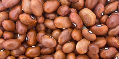 Sell brown beans Packed in bags of 25 kg.