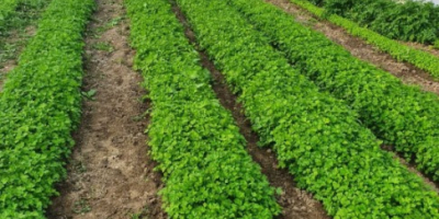 Green parsley, waist and, large leaves. large quantity Private