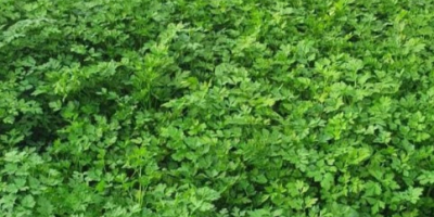 Grüne Petersilie, Taille und große Blätter. große Menge Privater