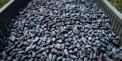 Wir haben gefrorene Bio-Kamtschatka-Beeren von unserer eigenen Farm zum