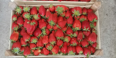 Diese Erdbeeren werden im Freiland angebaut und kommen Ende