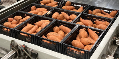 Sweet potatoes with the Dutch planet-proof quality mark. We