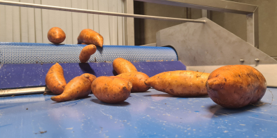Süßkartoffeln mit dem niederländischen Qualitätszeichen „planet-proof“. Aktuell bieten wir