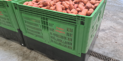 Cartofi dulci cu marca olandeză de calitate „protejată pentru