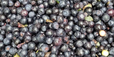 Продавам горски плодове с произход Украйна: 20 т с
