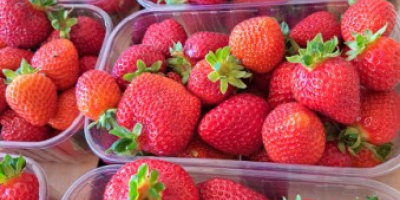 Dessert-Erdbeere erhältlich von Ende Mai bis November. Hart, fest