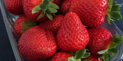 Dessert-Erdbeere erhältlich von Ende Mai bis November. Hart, fest