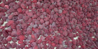 I am selling raspberries of the Vilamet variety from
