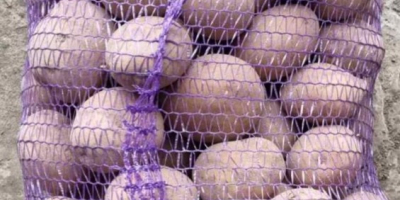 Das ukrainische Unternehmen verkauft Kartoffeln, es gibt ein großes
