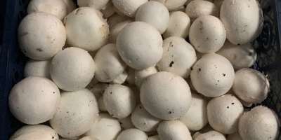 Vendo funghi bianchi in gabbie da 3/4 kg. Funghi