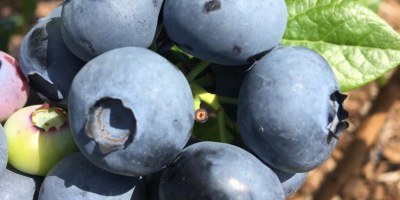 Blueberries with a whitish-gray coating, hand-picked, large, very sweet.