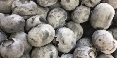 Blueberries with a whitish-gray coating, hand-picked, large, very sweet.