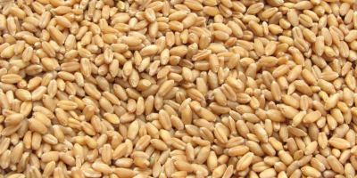 We can supply you with good quality wheat Specifications: